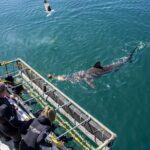 1 cape shark diving adventures Cape Shark Diving Adventures