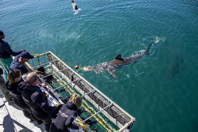 1 cape shark diving adventures Cape Shark Diving Adventures