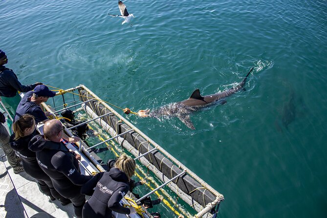 Cape Shark Diving Adventures