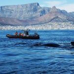 1 cape town ocean safari boat tour Cape Town Ocean Safari Boat Tour