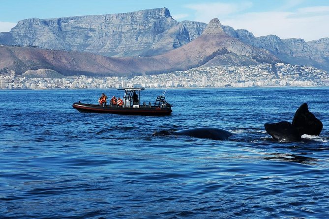 Cape Town Ocean Safari Boat Tour