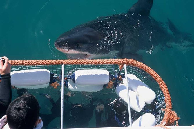 Cape Town Shark Cage Diving in Gaansbaai With Transfers  – Western Cape
