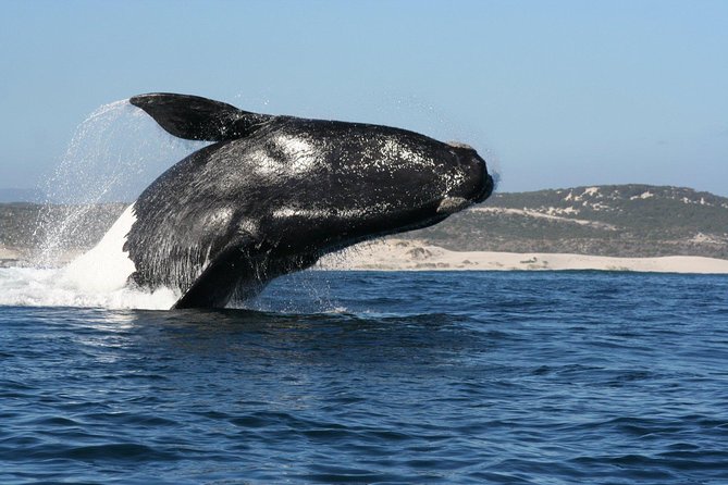 Cape Town: Whale-Watching Experience