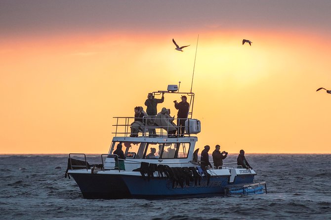 1 capetown african shark eco charters shark cage diving CapeTown: African Shark Eco-Charters Shark Cage Diving Experience