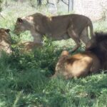 1 captivating safari lion park experience half day guided tour Captivating Safari Lion Park Experience (Half Day Guided Tour)
