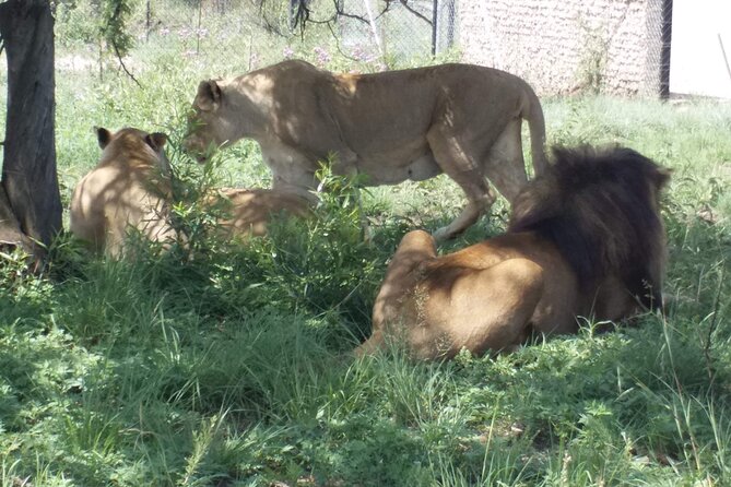 Captivating Safari Lion Park Experience (Half Day Guided Tour)
