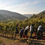 1 castle wine tasting tour and lunch in the country close florence with transfert Castle Wine Tasting Tour and Lunch in the Country Close Florence With Transfert