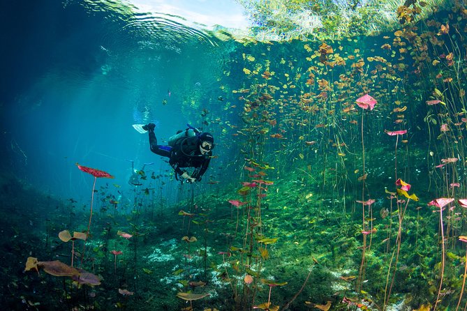 1 cenote diving experience tulum Cenote Diving Experience - Tulum