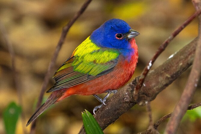 Charleston Bird Watching Tour