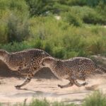 1 cheetah encounter and cape wine lands tour Cheetah Encounter and Cape Wine Lands Tour.
