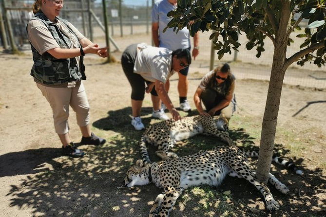 Cheetah Outreach Tour Somerset West, Gordons Bay and Strand Beaches