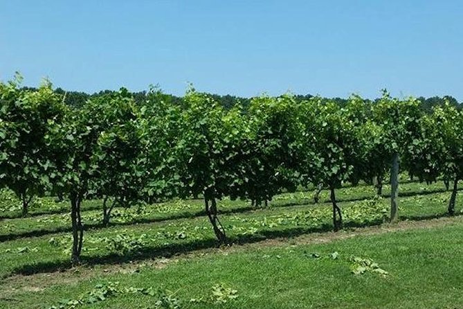 Chesapeake Region Wine Tour