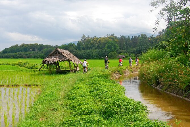 Chiang Mai Rice Fields Biking Tour - Discover Local Culture