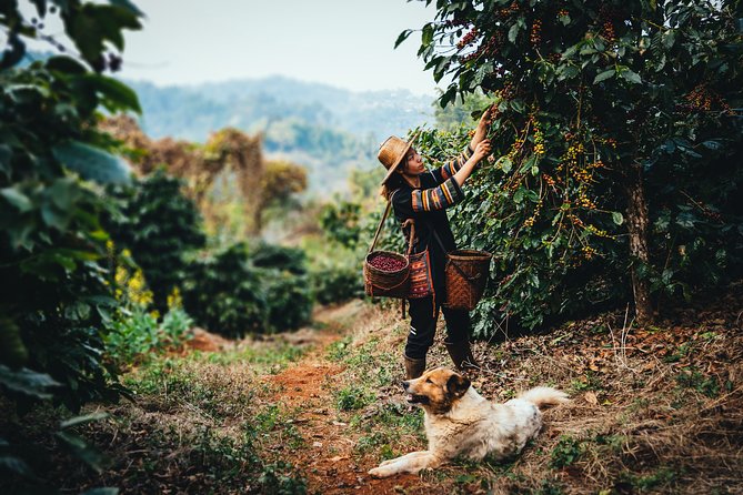 Chiang Rai Private Walking Tour With Professional Guide