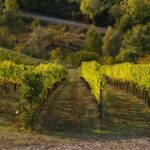 1 chianti siena s gimignano wine tasting private tour Chianti, Siena, S. Gimignano & Wine Tasting Private Tour