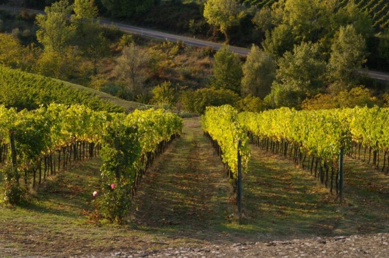 Chianti, Siena, S. Gimignano & Wine Tasting Private Tour