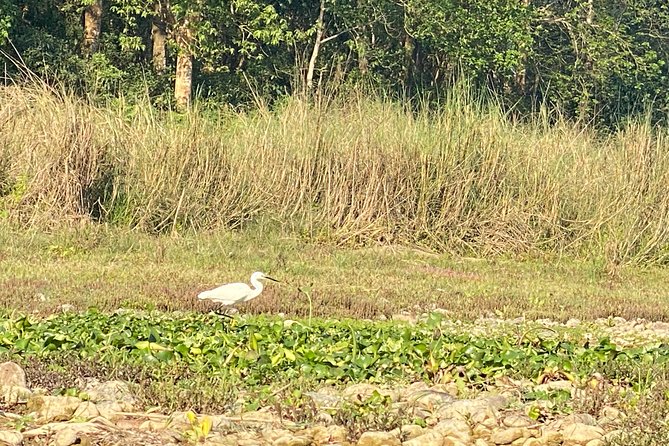 Chitwan Jungle Safari Tour