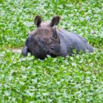 1 chitwan national park jungle safari tours 3 days Chitwan National Park Jungle Safari Tours 3 Days