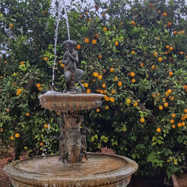Citrus Treasures: Exploring Valencias Orange Grove
