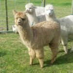 1 classic alpaca tour in new zealand Classic Alpaca Tour in New Zealand