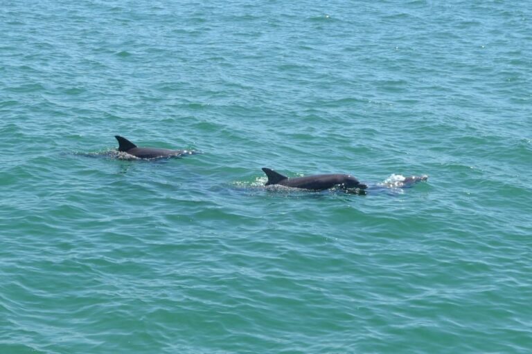 Clearwater Dolphin Exploration Tour