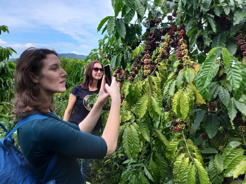 1 coffee wine tea da lats agricultural treasures tour 2 Coffee - Wine - Tea Da Lat's Agricultural Treasures Tour