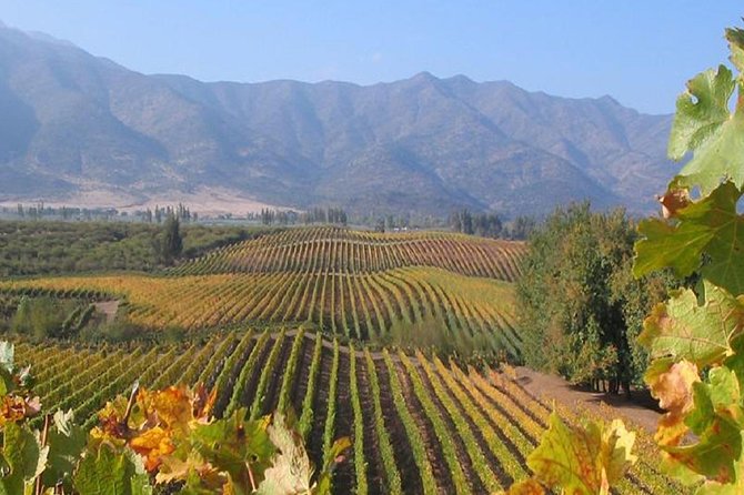 Colchagua Valley Viu Manet and Montes Alpha Vineyards