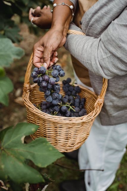 1 corfu vineyard and winery tour with cooking class Corfu: Vineyard and Winery Tour With Cooking Class