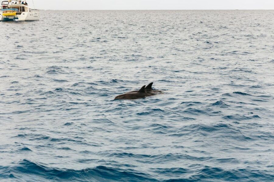 1 corralejo sail for lobos island with drinks and snorkeling Corralejo: Sail for Lobos Island With Drinks and Snorkeling