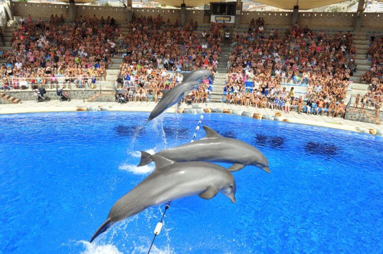 Costa Adeje: Aqualand Water Park Ticket With Dolphin Show