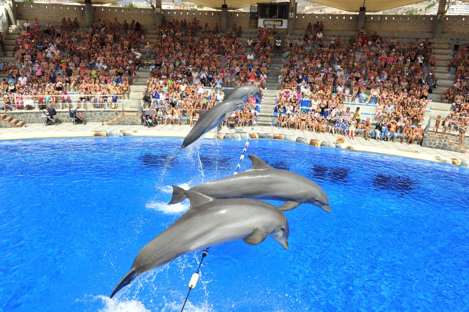 1 costa adeje aqualand water park ticket with dolphin show Costa Adeje: Aqualand Water Park Ticket With Dolphin Show