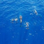 1 costa adeje masca and los gigantes whale watching cruise Costa Adeje: Masca and Los Gigantes Whale Watching Cruise