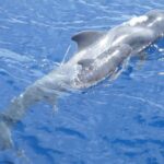 1 costa adeje whale and dolphin cruise with food and pickup Costa Adeje: Whale and Dolphin Cruise With Food and Pickup
