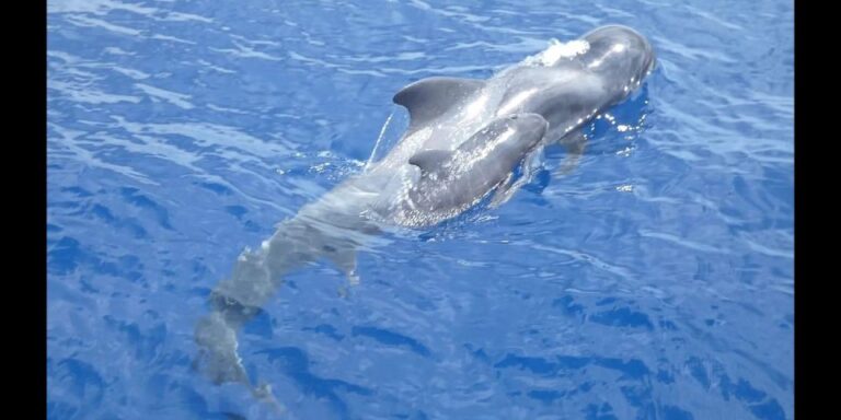 Costa Adeje: Whale and Dolphin Cruise With Food and Pickup