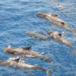 1 costa adeje whale and dolphin watching tour by yacht Costa Adeje: Whale and Dolphin Watching Tour by Yacht