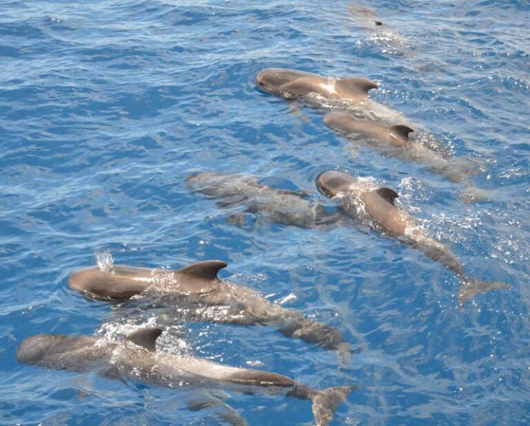 Costa Adeje: Whale and Dolphin Watching Tour by Yacht