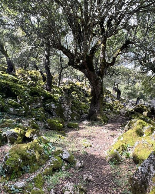 1 crete sarakina gorge forests and south coast safari Crete: Sarakina Gorge, Forests, and South Coast Safari