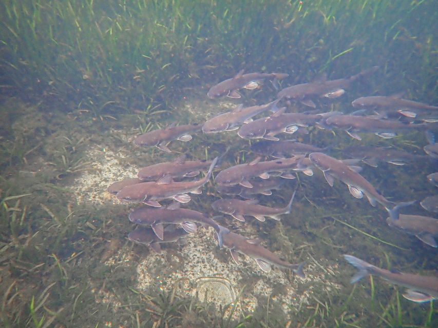 1 crystal river manatee swim group tour Crystal River: Manatee Swim Group Tour