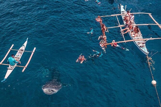 Cycling Cebu to Oslob Tour With Swim With Whale Sharks