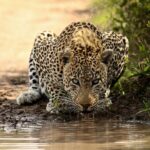 1 daily pilanesberg national park private shuttle services Daily Pilanesberg National Park Private Shuttle Services