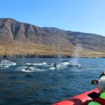 1 dalvik whale watching speedboat tour Dalvík: Whale Watching Speedboat Tour