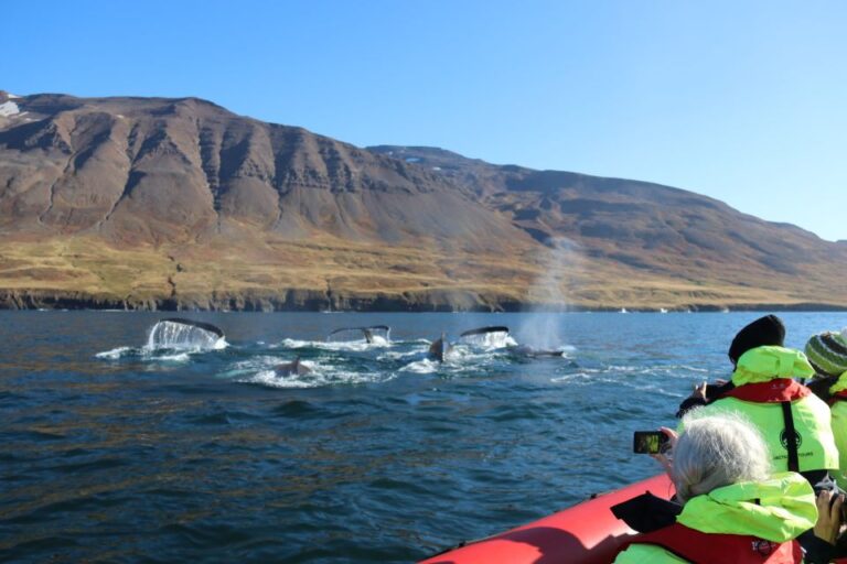 Dalvík: Whale Watching Speedboat Tour