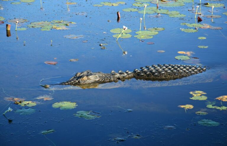 Darwin: Kakadu National Park Day Trip