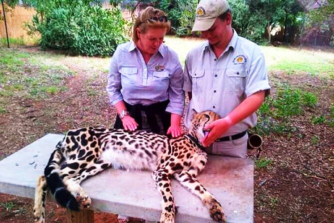 1 de wildt cheetah tour De-Wildt Cheetah Tour