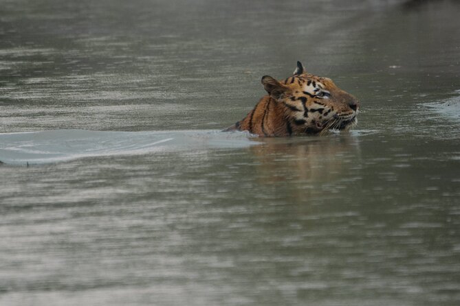 Discover Sundarbans Wildlife in Mangroves Same Day From Kolkata
