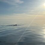 1 dolphins and sunset tour in fazana croatia Dolphins and Sunset Tour in Fažana-Croatia