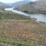 1 douro tour with 2 wine estate and tradicional lunch Douro Tour With 2 Wine Estate and Tradicional Lunch