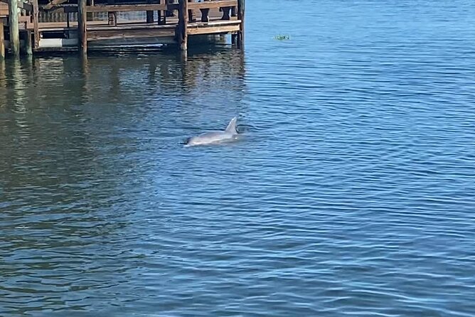 Drinking With The Dolphins