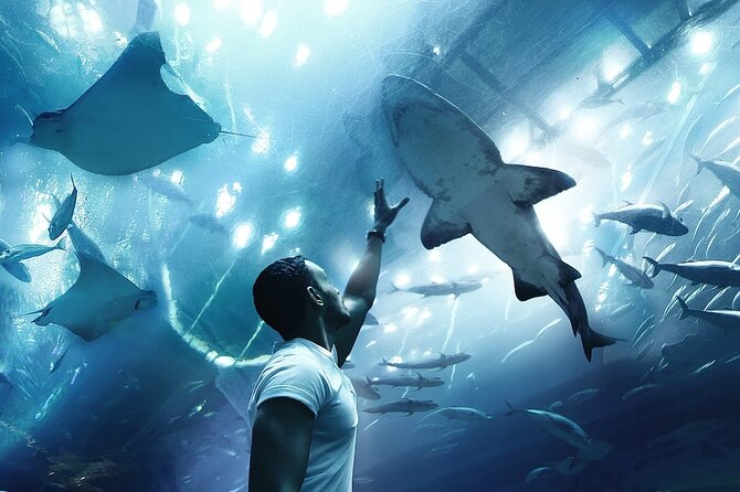 Dubai Aquarium and Underwater Zoo Combo Admission Ticket