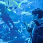 1 dubai aquarium and underwater zoo explorer tickets Dubai Aquarium and Underwater Zoo Explorer Tickets